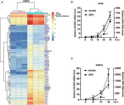 Hydroxycarboxylic Acid Receptor 2 Is a Zika Virus Restriction Factor That Can Be Induced by Zika Virus Infection Through the IRE1-XBP1 Pathway